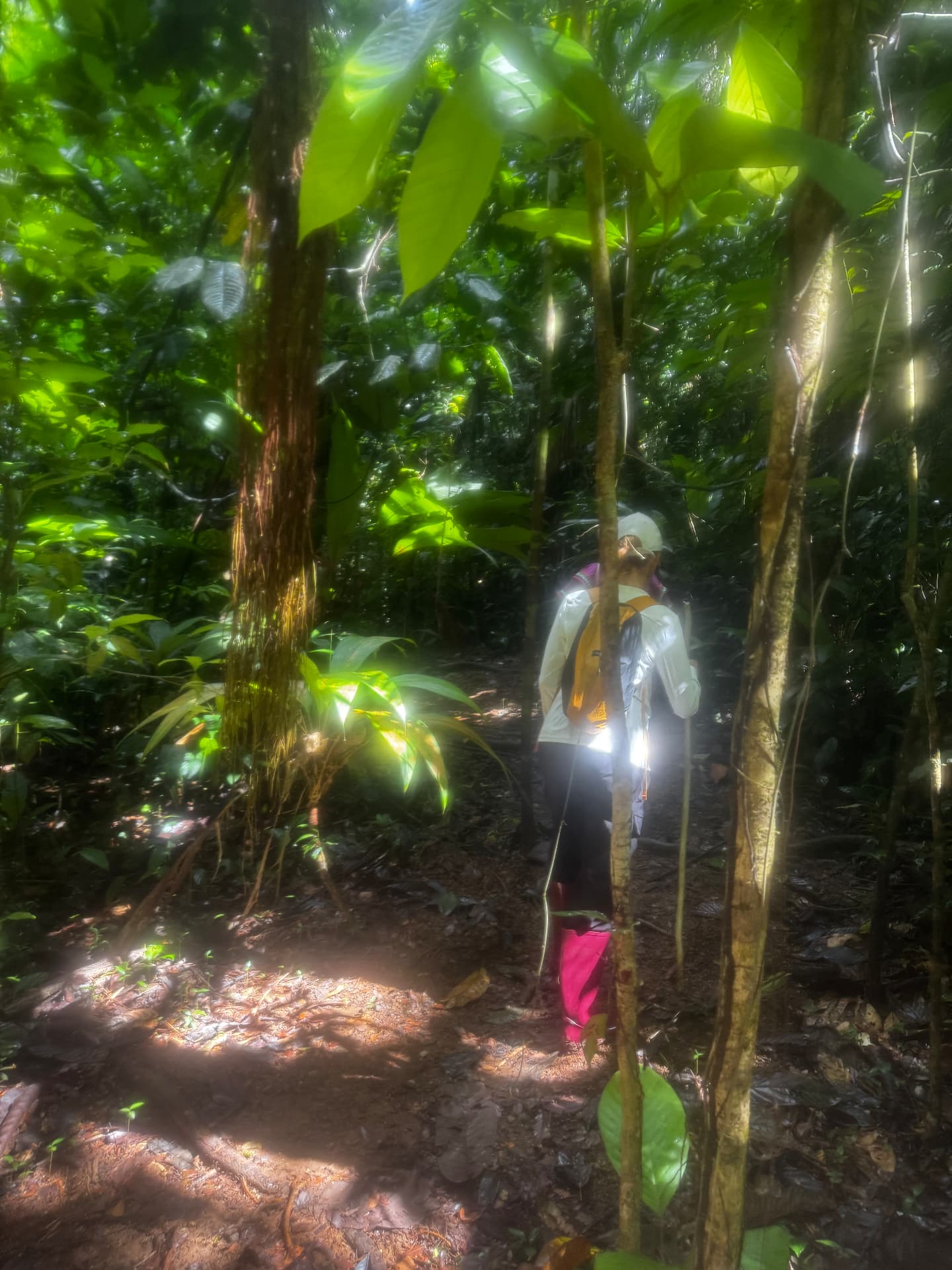 Light breaking through the rainforest canopy on the trail