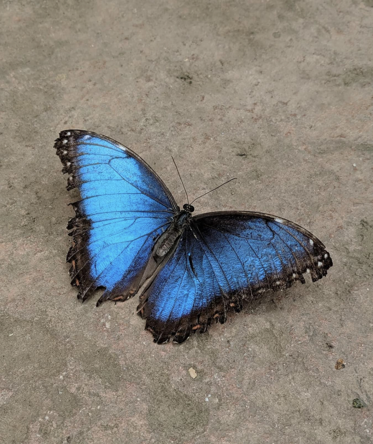 Blue Morpho butterfly photographed on the finca